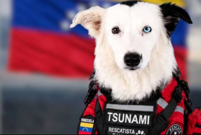 Refugio de perritos sobrevivientes del terremoto necesita alimentos